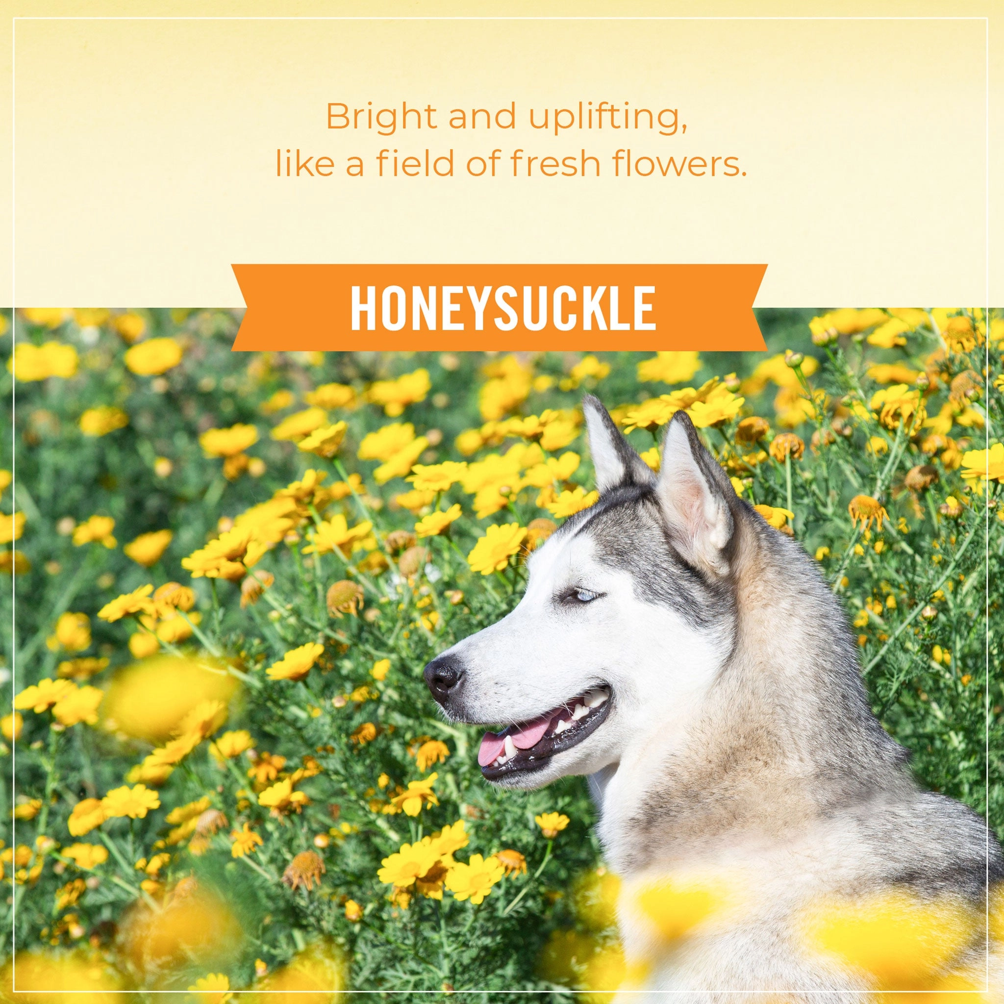 Skout's Honor Detangler Spray Honeysuckle Dog Grooming